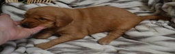Golden Retriever dogs for sale: Bambi - Ad 6