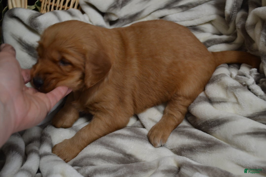 Golden Retriever dogs for sale: Bambi - Ad 6