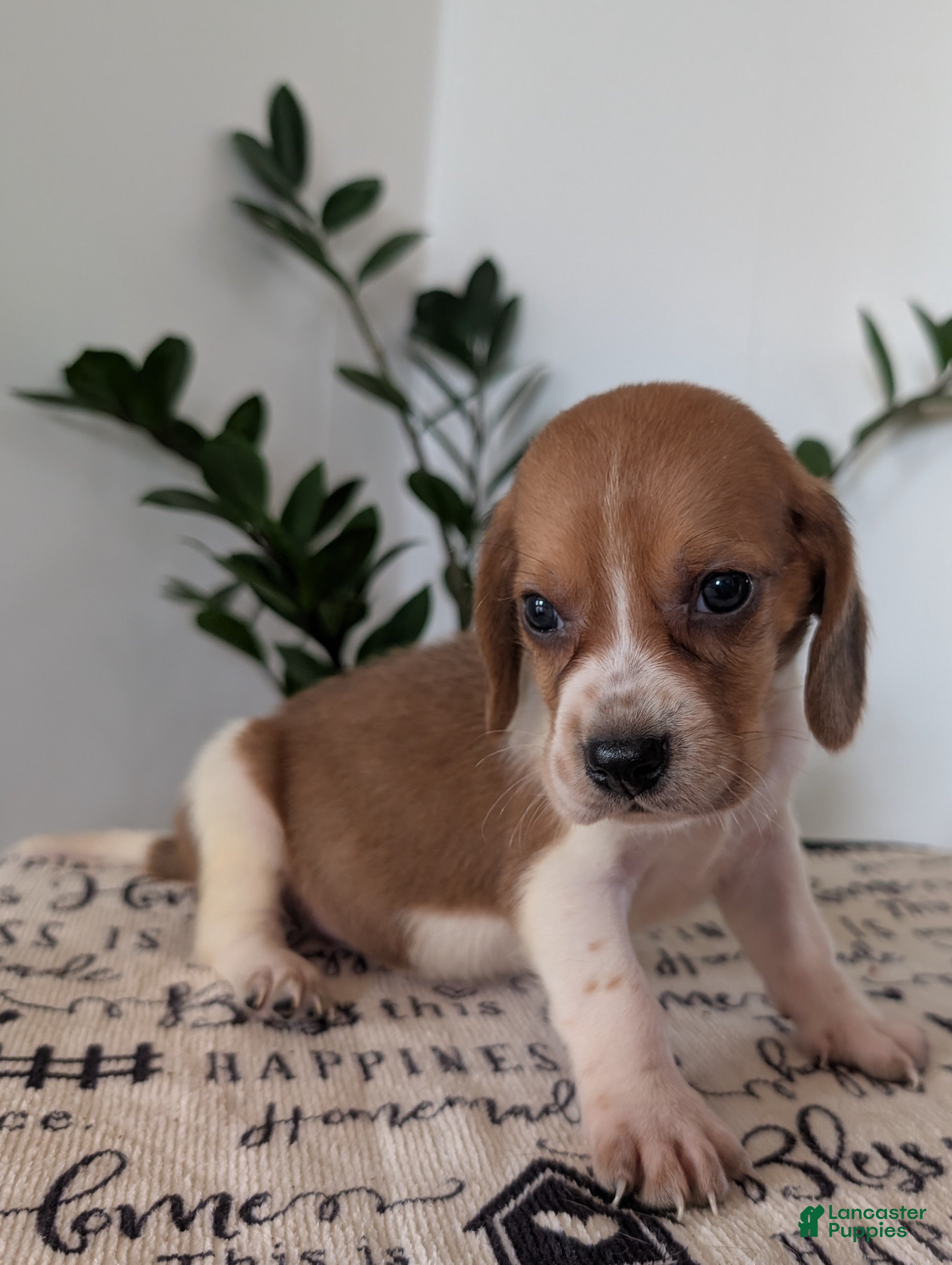 Mixed Breed dogs Glenn  - Ad 1