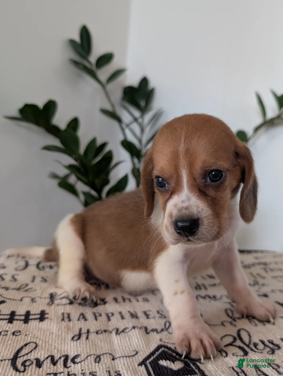 Mixed Breed dogs for sale: Glenn  - Ad 1