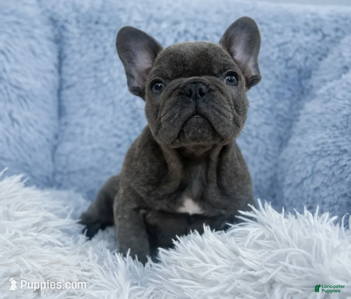 French Bulldog dogs French Bulldog Puppy 2 - Ad 21