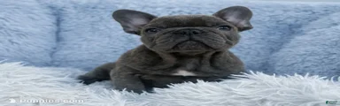French Bulldog Puppy 2