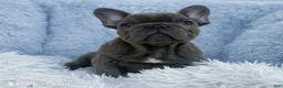 French Bulldog dogs for sale: French Bulldog Puppy 2 - Ad 1