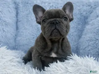 French Bulldog dogs French Bulldog Puppy 2 - Ad 41