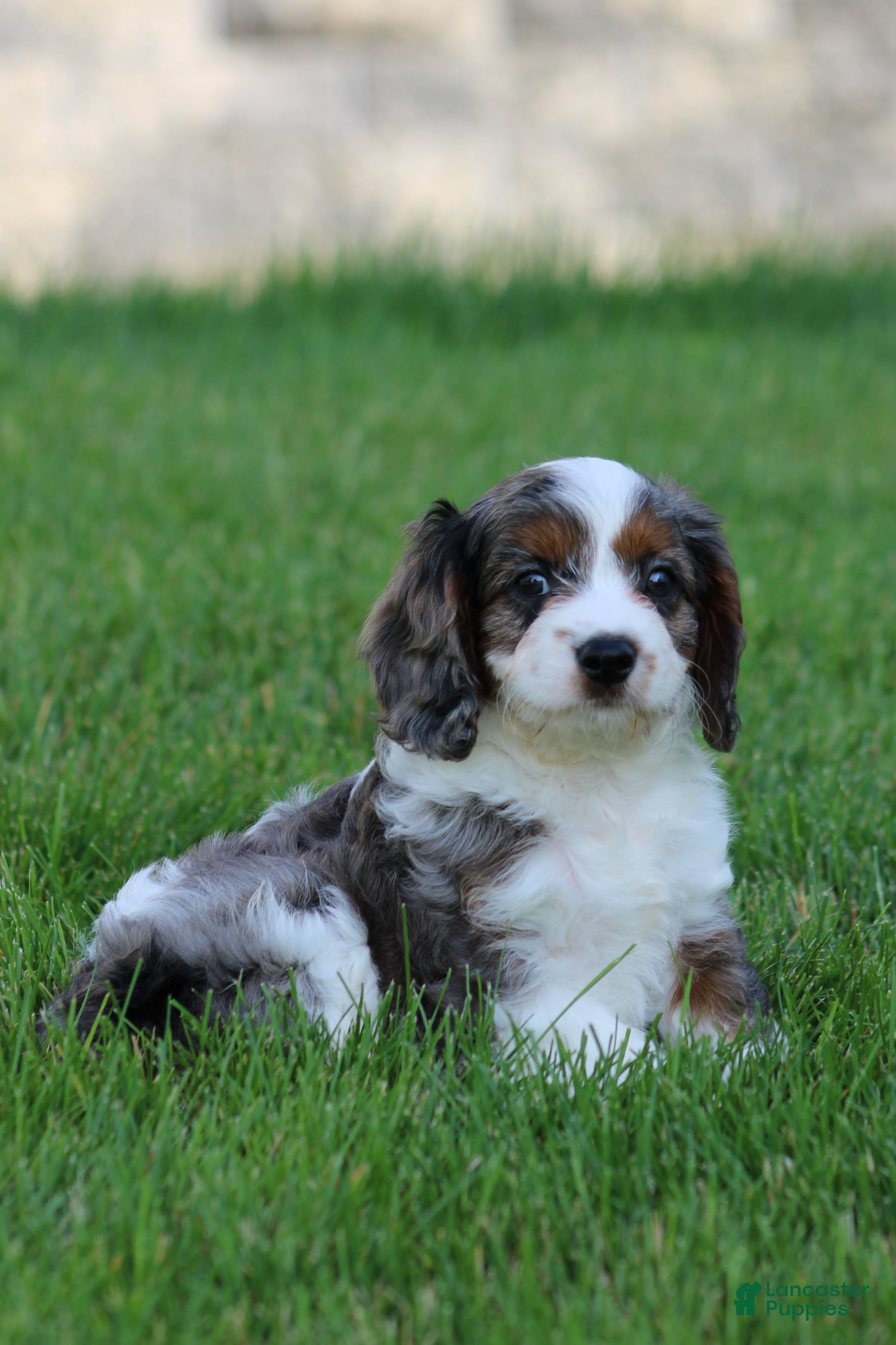 Cavapoo dogs Chloe - Ad 1