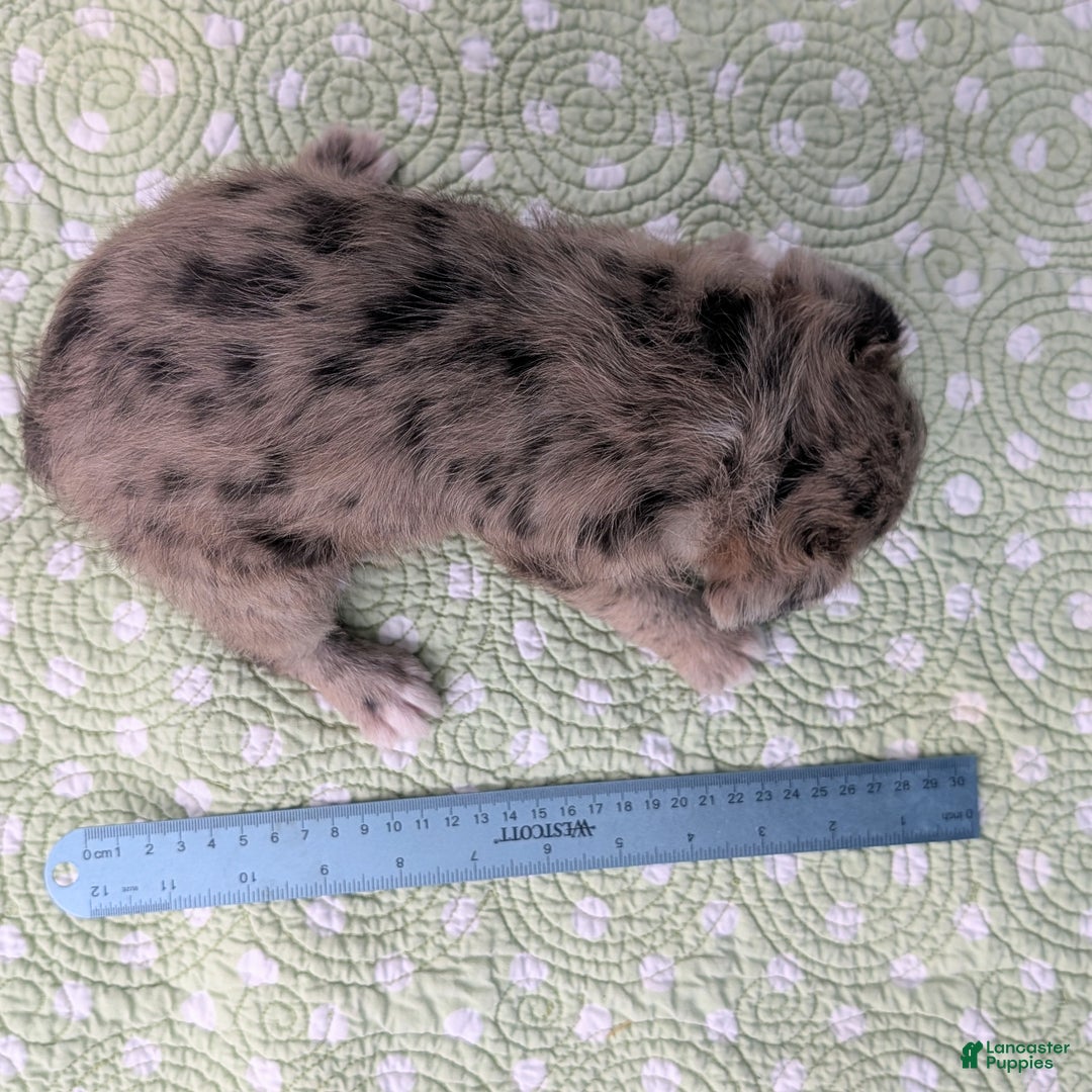 Mixed Breed dogs for sale: Princess - Ad 11