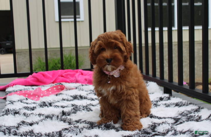 Cockapoo dogs Penny - Ad 2
