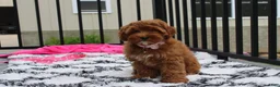 Cockapoo dogs for sale: Penny - Ad 2