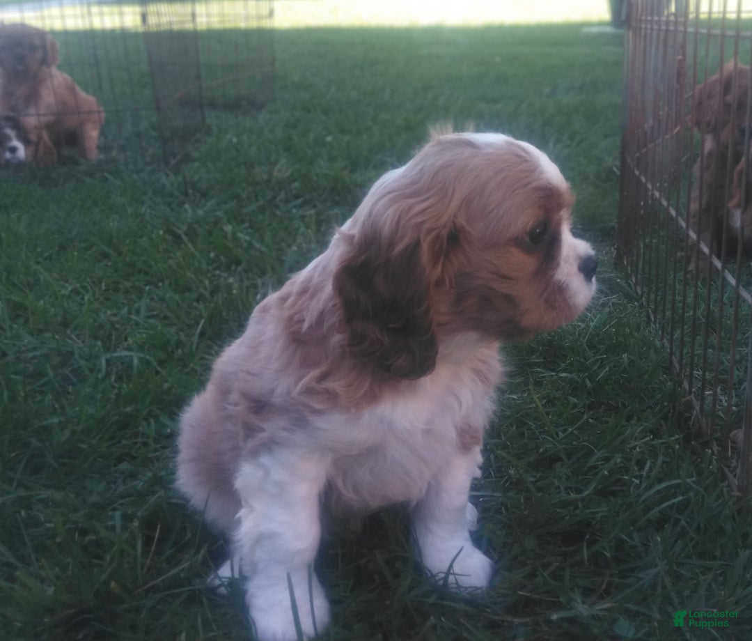 Cavalier King Charles Spaniel dogs for sale: Max - Ad 1