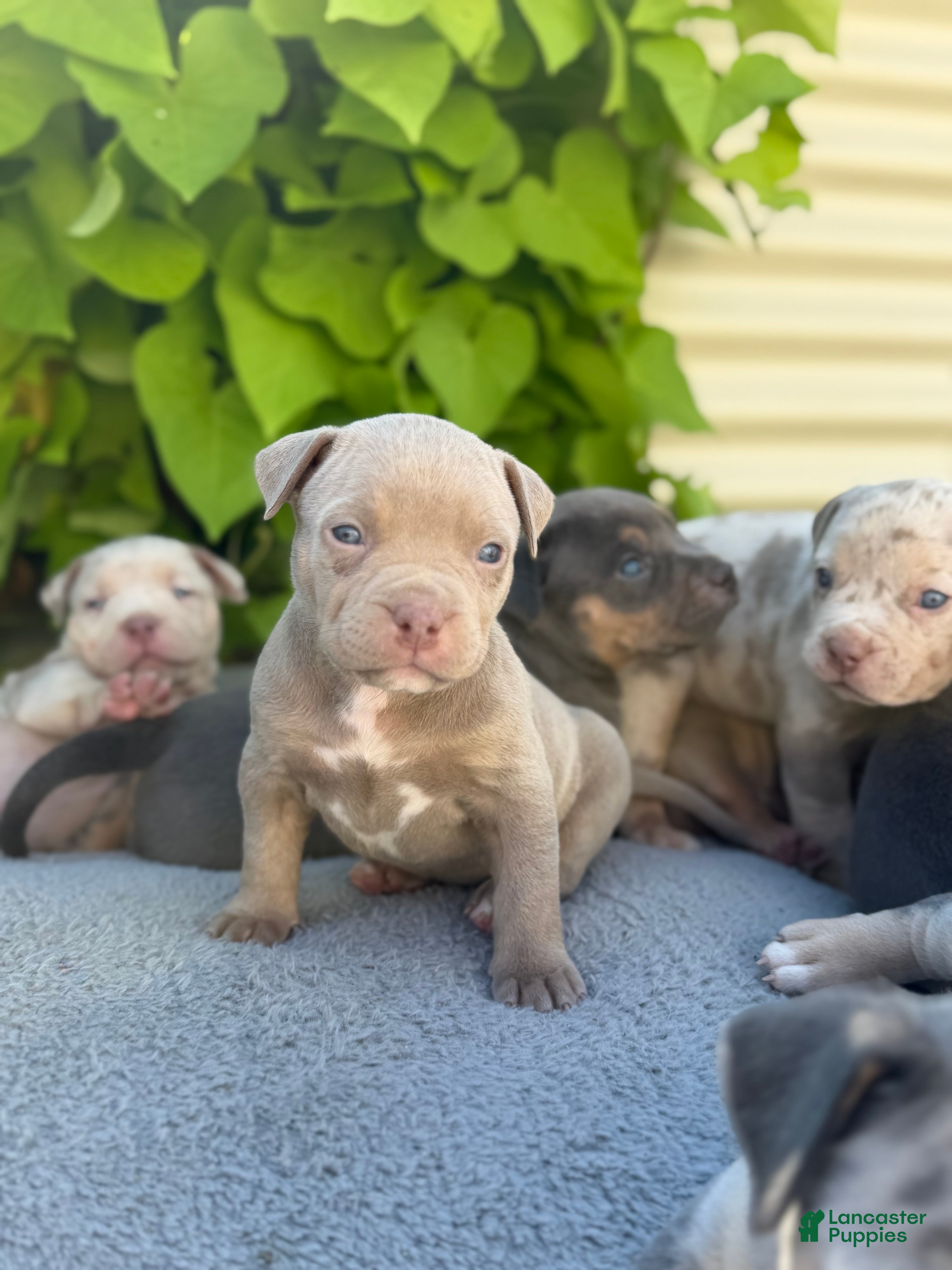 American Bully dogs Bambi - Ad 1