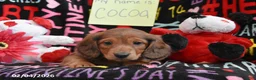 Miniature Dachshund dogs for sale: Cocoa - Ad 2