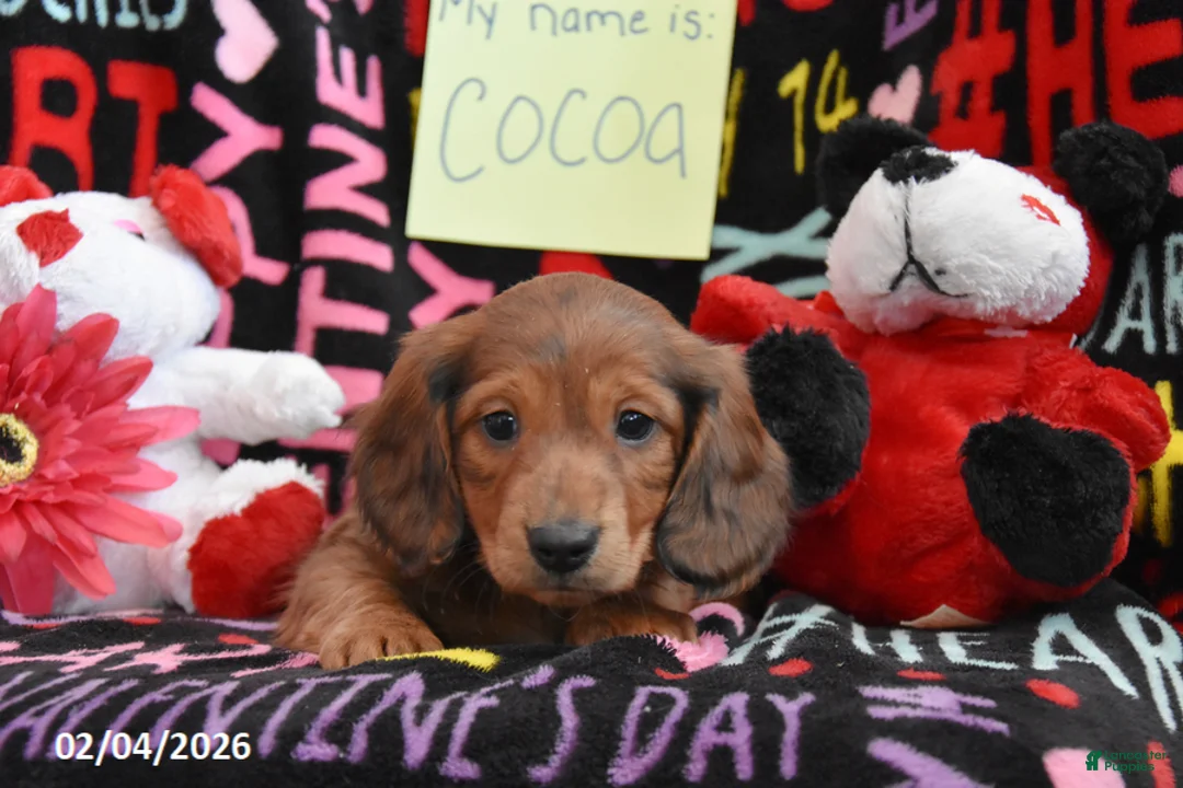 Miniature Dachshund dogs for sale: Cocoa - Ad 2