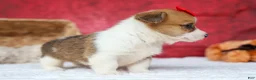 Welsh Corgi Pembroke dogs for sale:   Arlo💙 - Ad 19