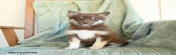 Pomsky dogs for sale: Breeze - Ad 4