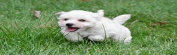 Maltipoo dogs for sale: Milo - Ad 3
