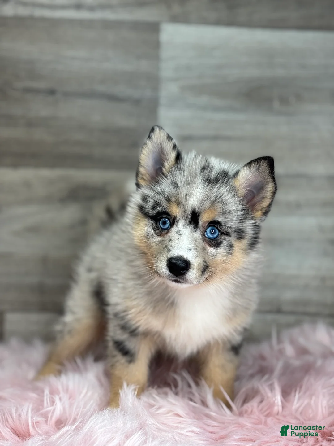 Pomsky dogs for sale: Everett - Ad 2
