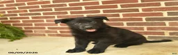 German Shepherd dogs for sale: Base  - Ad 3