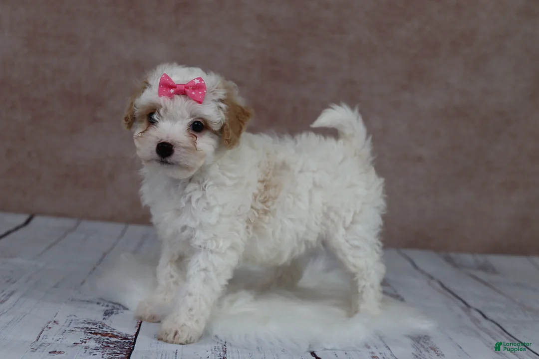 Cavapoo dogs for sale: F1B  Pumpkin - Ad 2