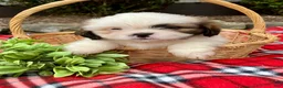 Shih Tzu dogs for sale: Twinkle - Ad 1