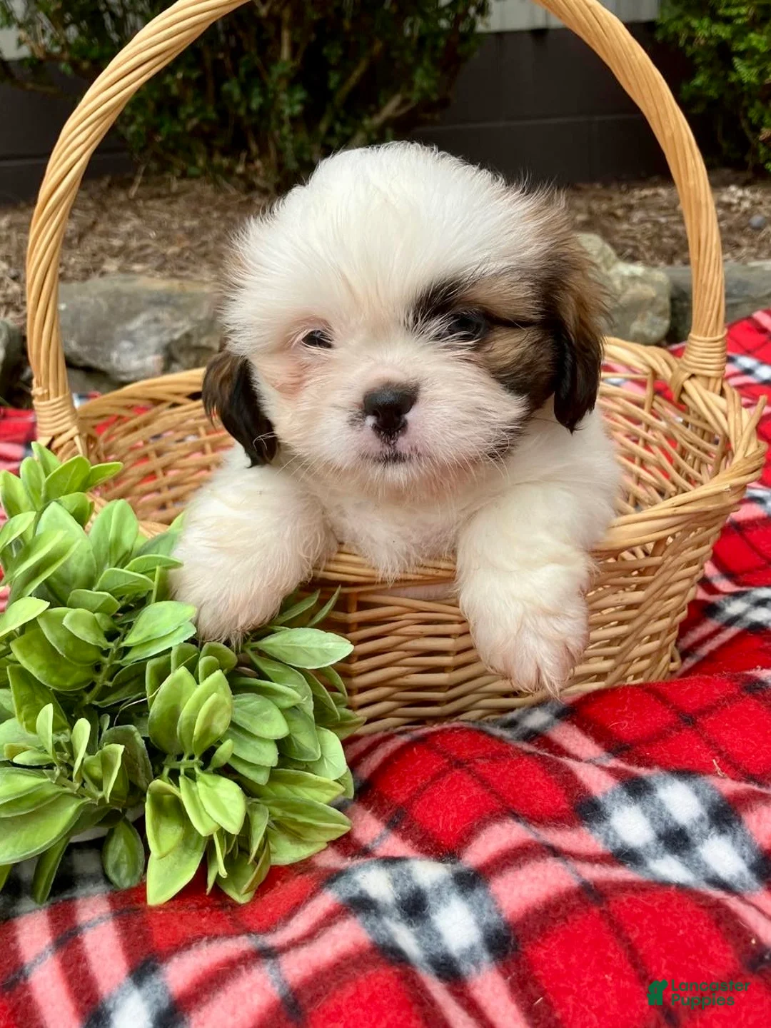 Shih Tzu dogs for sale: Twinkle - Ad 1