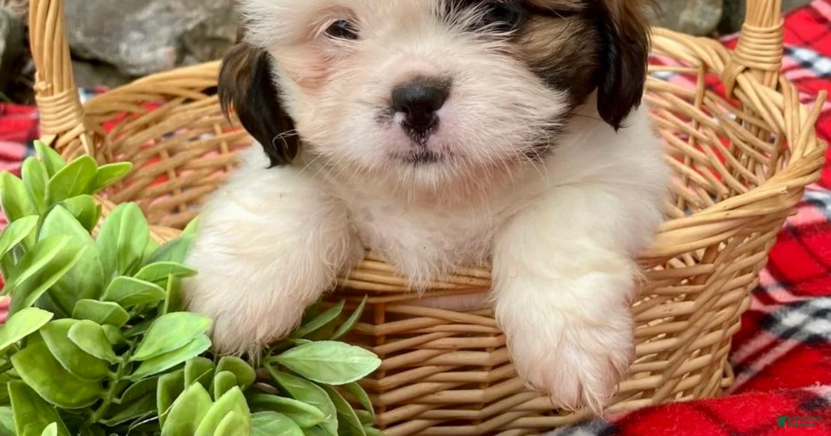 Puppies for sale in Pennsylvania | Lancaster Puppies