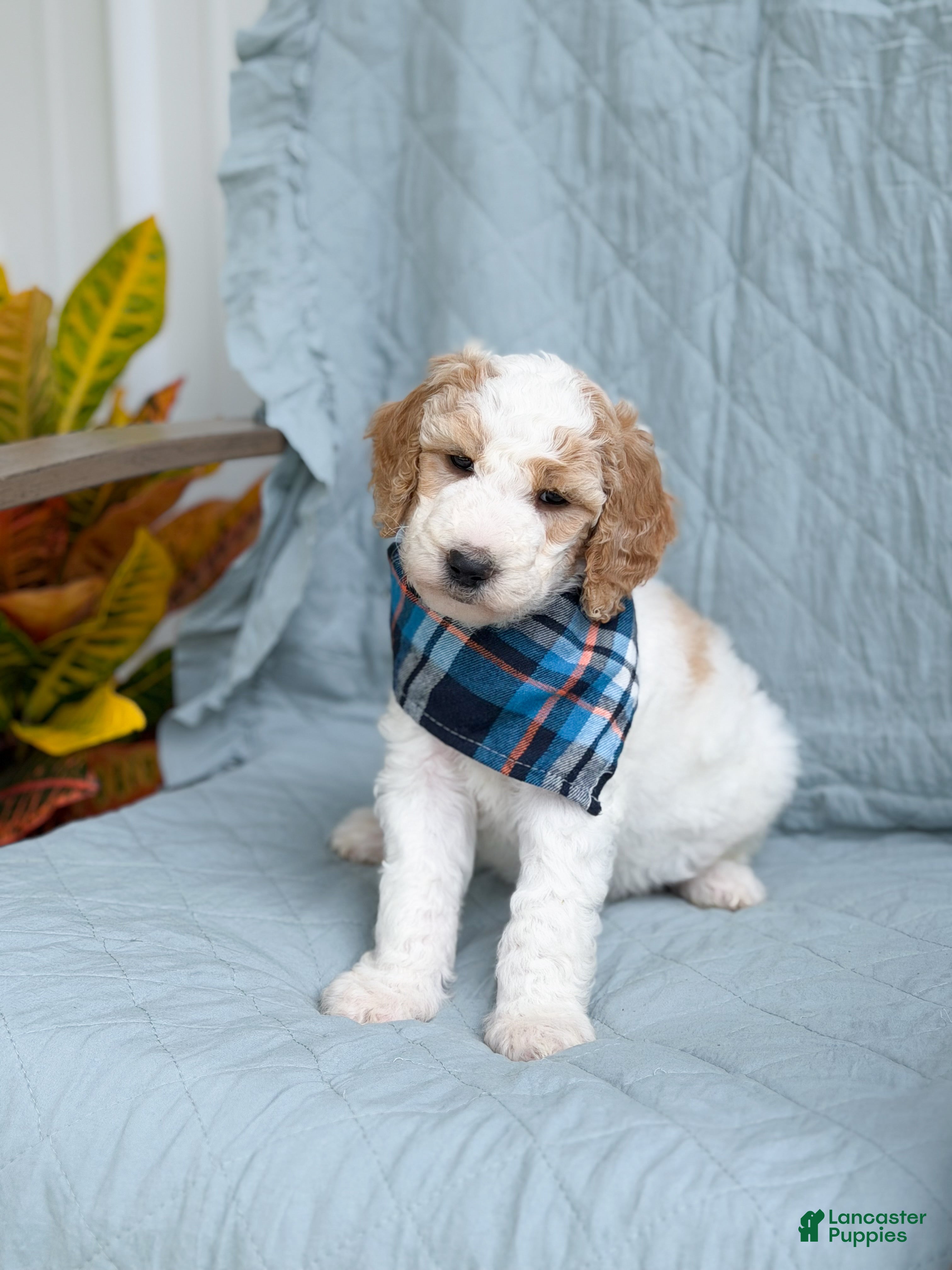 Goldendoodle dogs Ranger - Ad 34