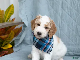 Goldendoodle dogs Ranger - Ad 34