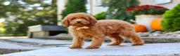 Miniature Poodle dogs for sale: Greyson - Ad 1