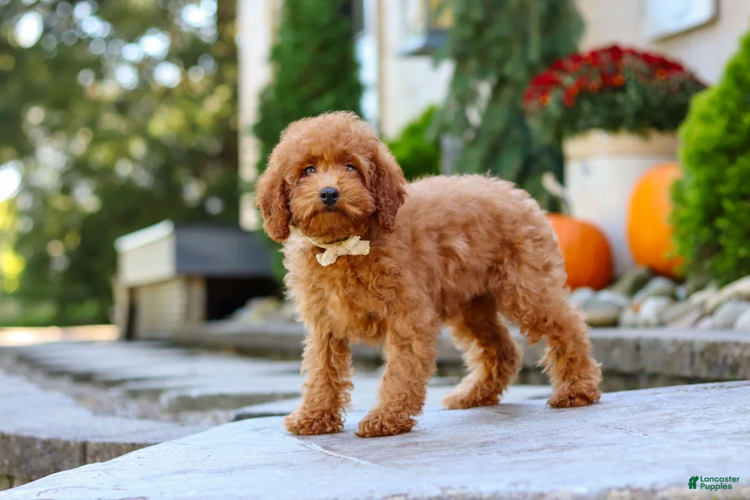 Miniature Poodle dogs for sale: Greyson - Ad 1