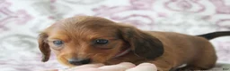 Miniature Dachshund dogs for sale: Carmel - Ad 7