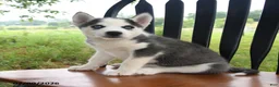 Siberian Husky dogs for sale: Denali - Ad 3
