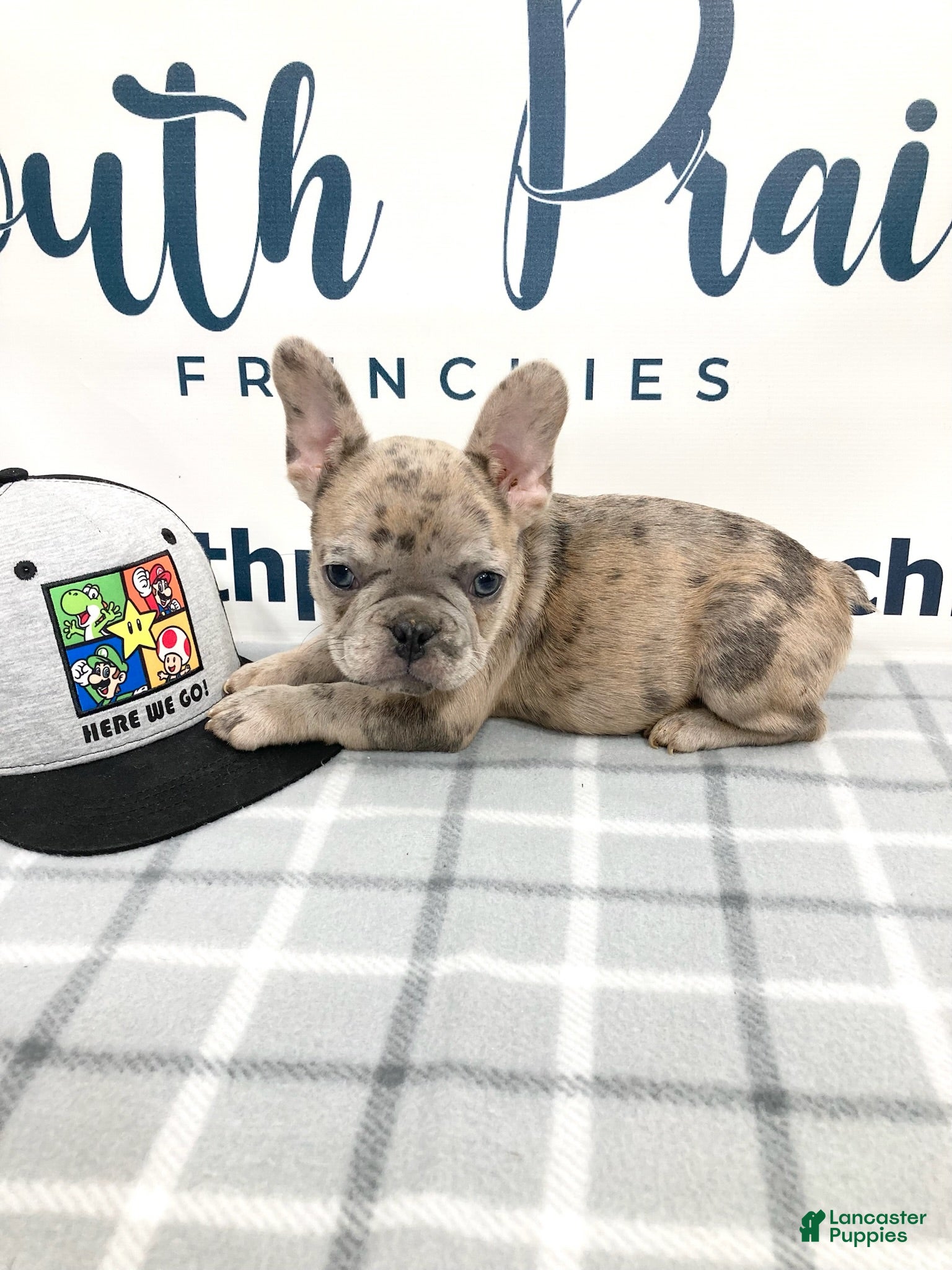 French Bulldog dogs Eddie French Bulldog  - Ad 1