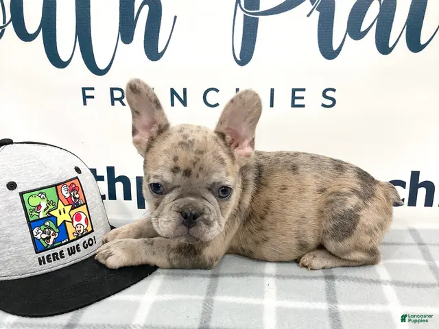 French Bulldog dogs Eddie French Bulldog - Ad 1