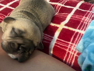 English Bulldog dogs Zelda - Ad 8