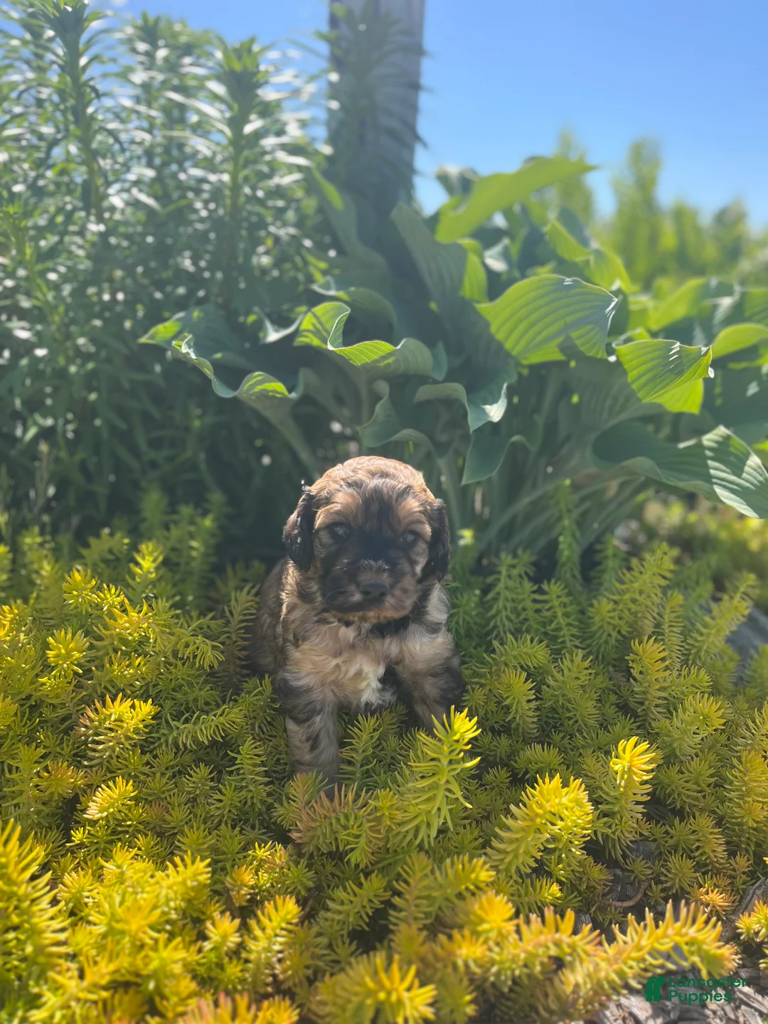 Mini Goldendoodle dogs for sale: Charger💙🐶 - Ad 2