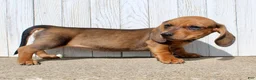 Miniature Dachshund dogs for sale: Laney - Ad 6