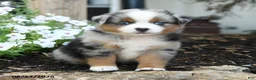 Miniature Australian Shepherd dogs for sale: Wooton - Ad 5