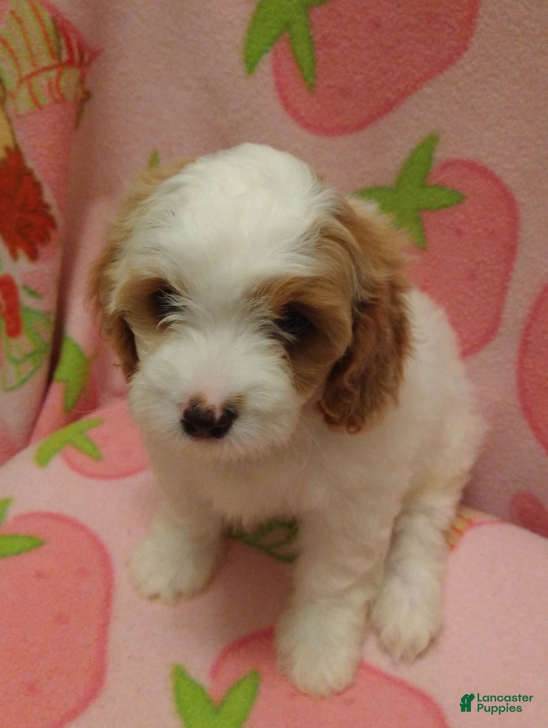 Cavapoo dogs for sale: Daisy - Ad 2