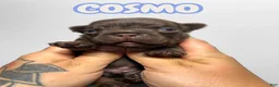 French Bulldog dogs for sale: Cosmo - Ad 1