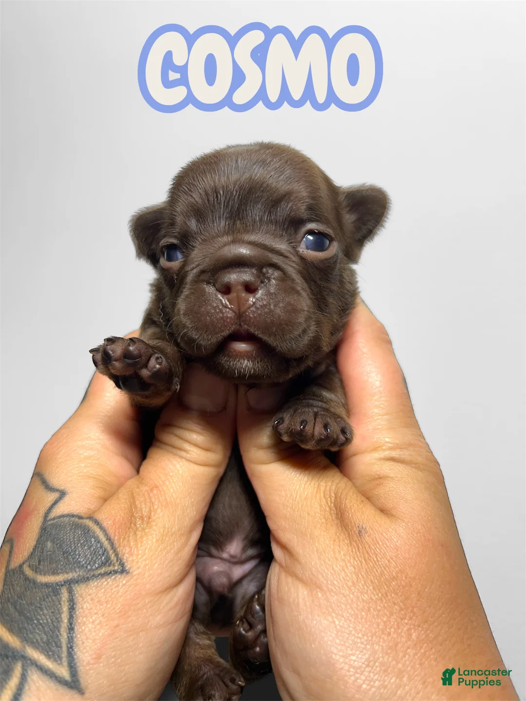 French Bulldog dogs for sale: Cosmo - Ad 1