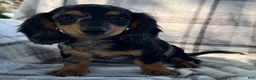 Dachshund dogs for sale: Duke - Ad 3
