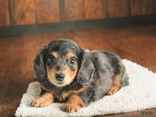 Dachshund dogs - Ad 27