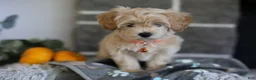 Maltipoo dogs for sale: Mochi - Ad 12