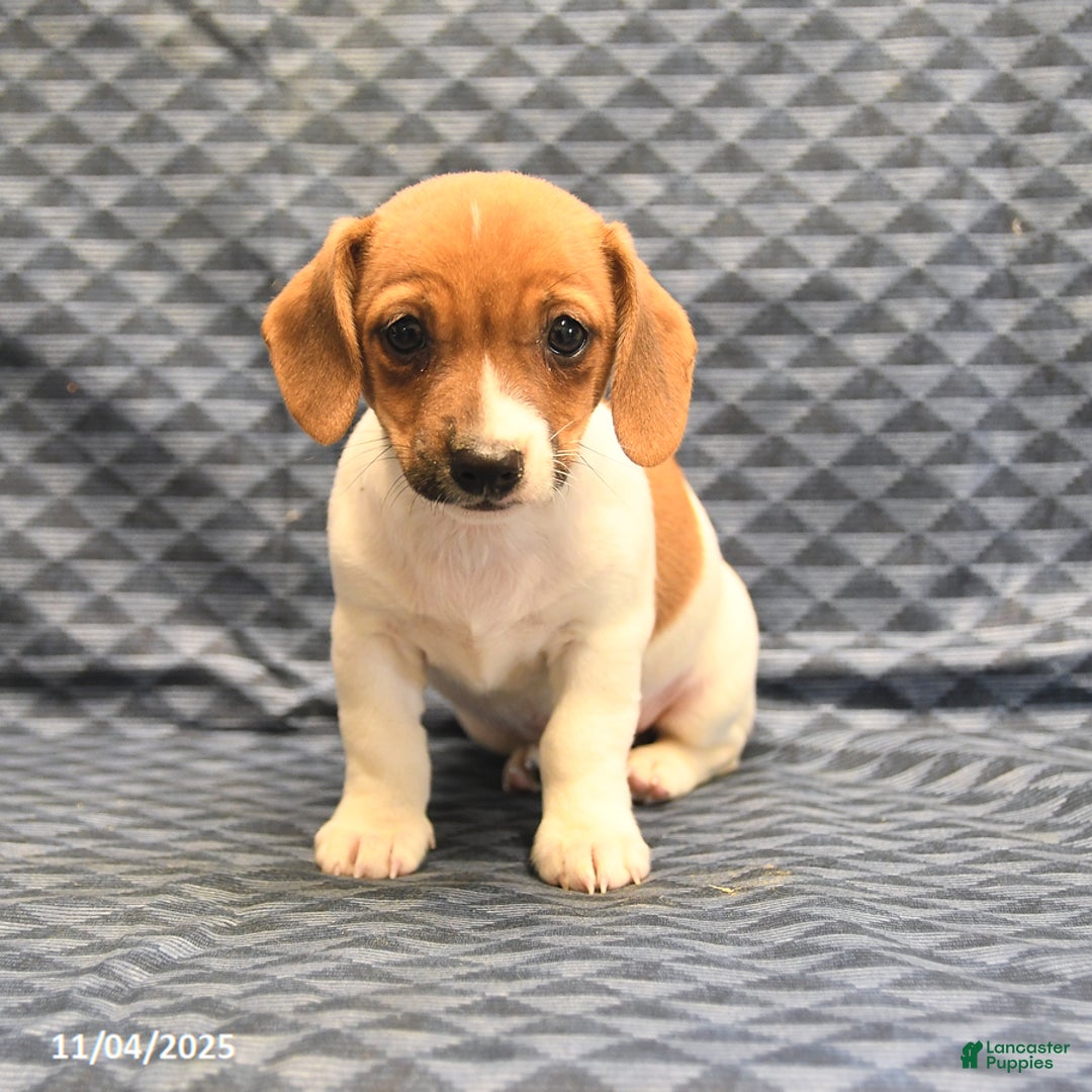 Jack Russell Terrier dogs for sale: Alex - Ad 4