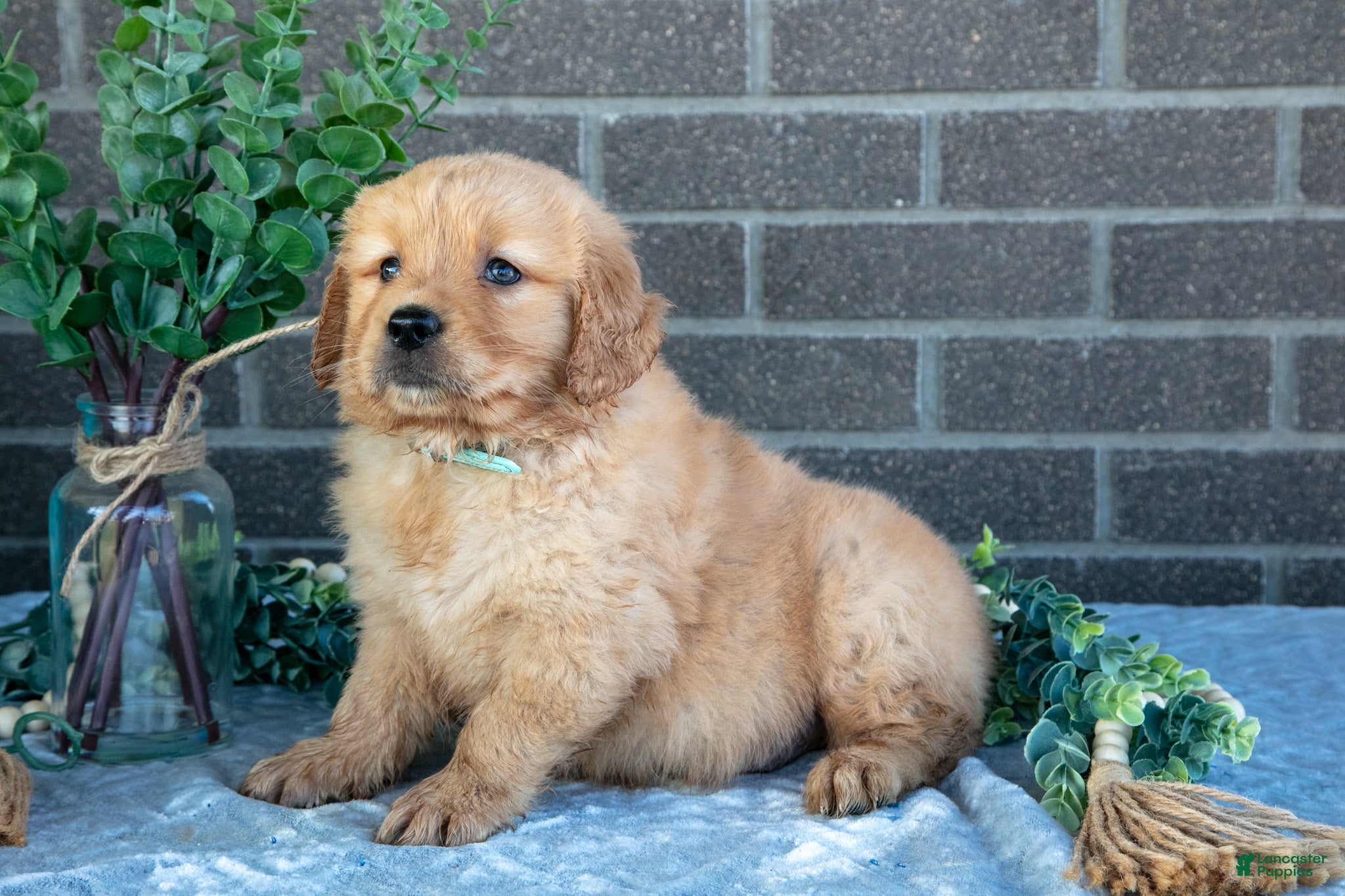 Golden Retriever dogs Pibby - Ad 2