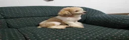 Miniature Poodle dogs for sale: Rocko  - Ad 8