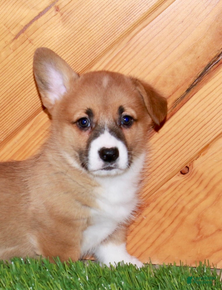 Welsh Corgi Pembroke dogs Welsh Corgi Pembroke Puppy 1 - Ad 1