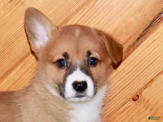 Welsh Corgi Pembroke dogs for sale: Welsh Corgi Pembroke Puppy 1 - Ad 1