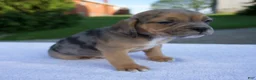 Beabull dogs for sale: Ky - Ad 4