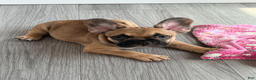 French Bulldog dogs for sale: COCOA - Ad 6